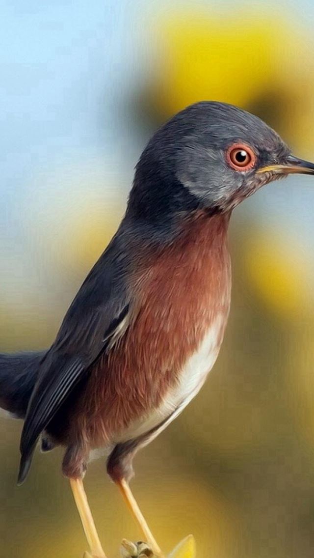 640x1136 Spring Little Bird Standing Flower Macro Bokeh -  iPhone Wallpaper