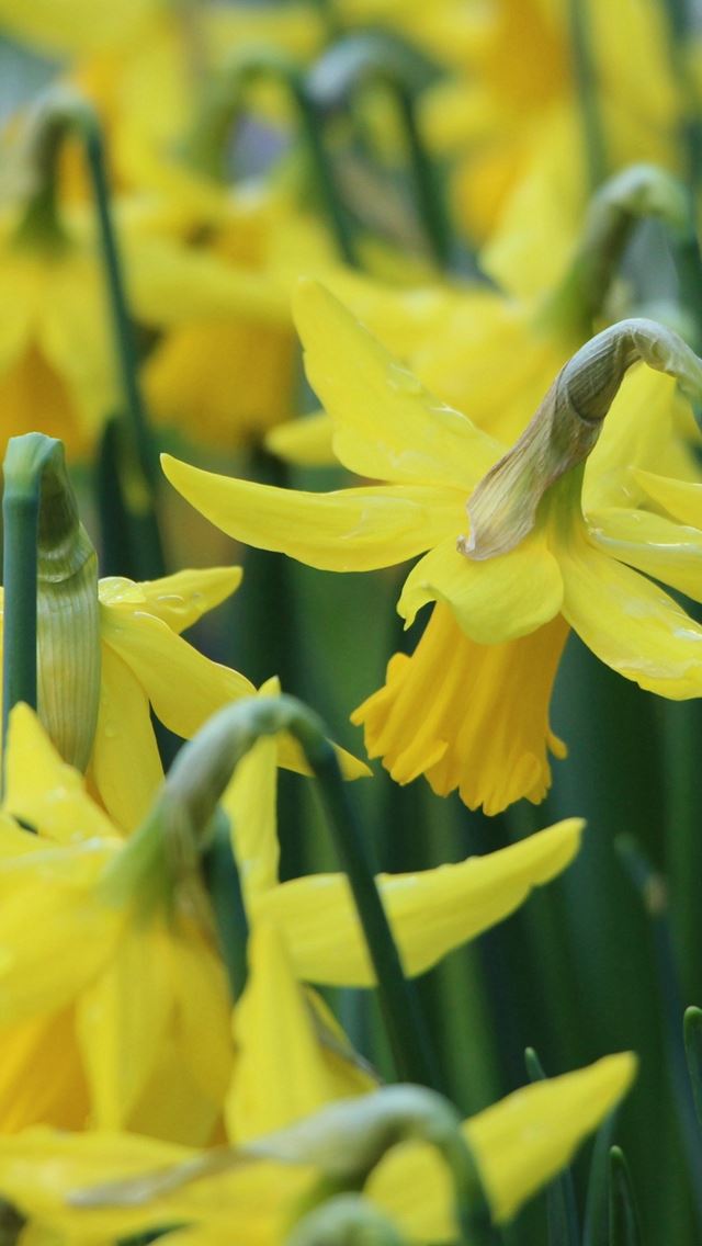 640x1136 Narcissus Flowers Buds Stems - plant iPhone Wallpaper