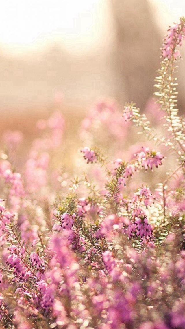 640x1136 Nature Spring Bloomy Flowers Blurry - pure iPhone Wallpaper