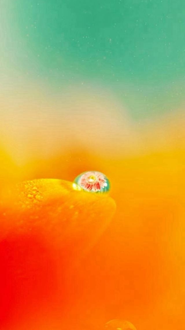 640x1136 Nature Blurry Pure Orange Flower Petal Dew Waterdrop - bokeh iPhone Wallpaper