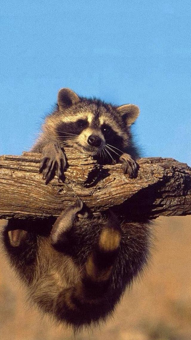 640x1136 Nature Cute Lovely Small Raccoon - branch iPhone Wallpaper