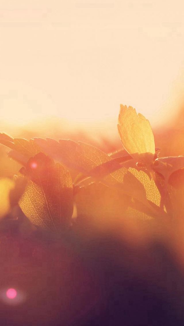 640x1136 Morning Sunshine Leaf Branch Flare Bokeh - macro iPhone Wallpaper