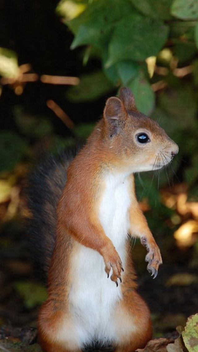 640x1136 Nature Wild Cute Squirrel Standing Plants - plants iPhone Wallpaper