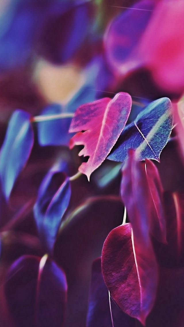 640x1136 Fall Leaf Flower Bokeh Nature - branch iPhone Wallpaper