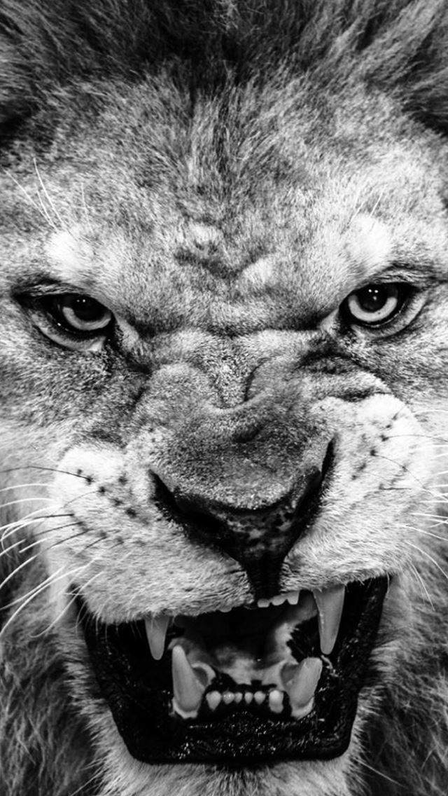 640x1136 Dark Fierce Wild Lion Animal Macro - photography iPhone Wallpaper