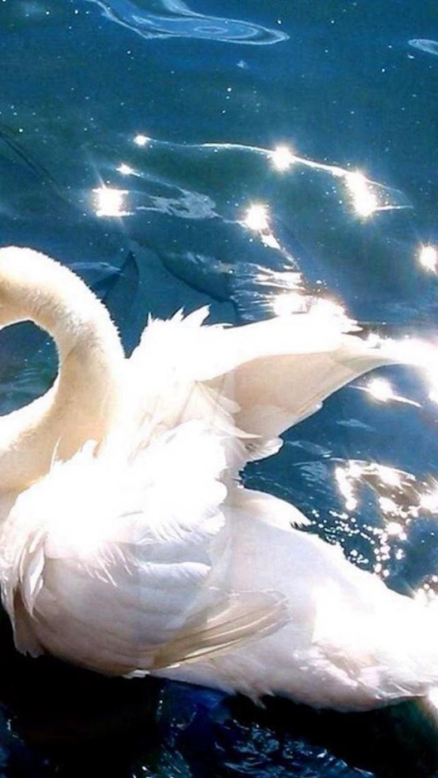640x1136 Bright White Swan Swimming Clear Pool - swimming iPhone Wallpaper