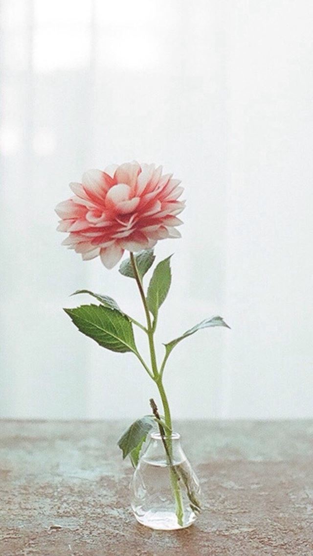 640x1136 Nature Pure Elegant Flower Vase Indoors Curtains Decorations - clean iPhone Wallpaper