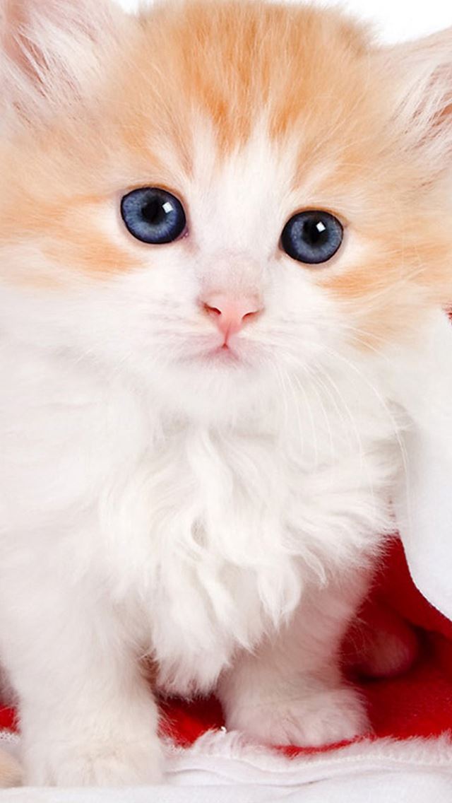 640x1136 Cute Lovely Christmas Hat Kitten - cat iPhone Wallpaper