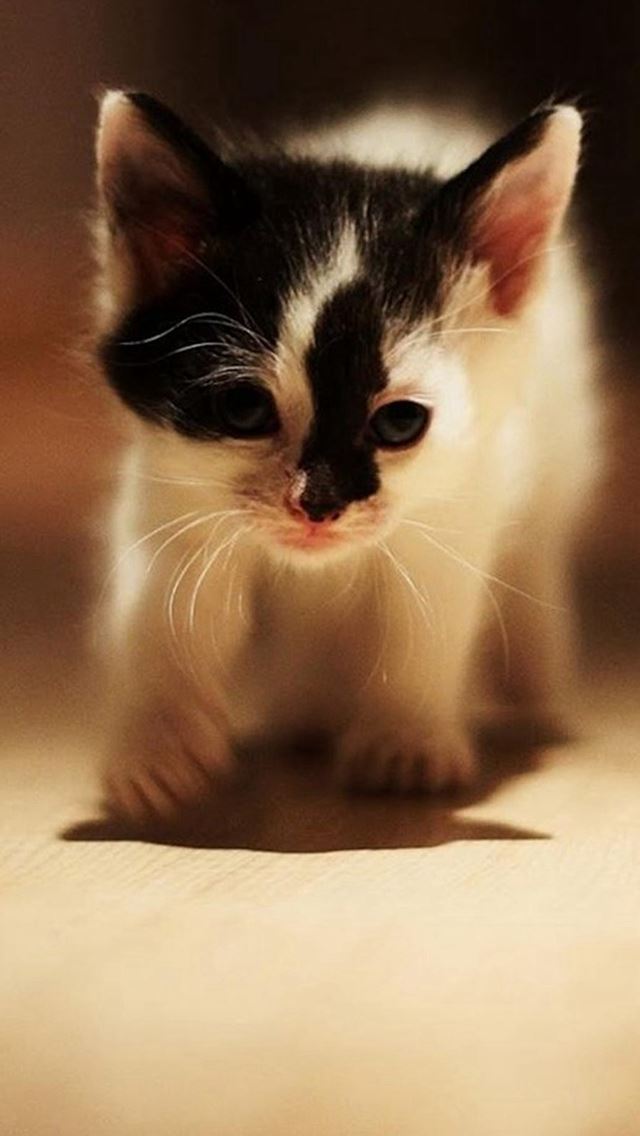 640x1136 Cute Walking Speckle Little Kitten Cat - shadow iPhone Wallpaper