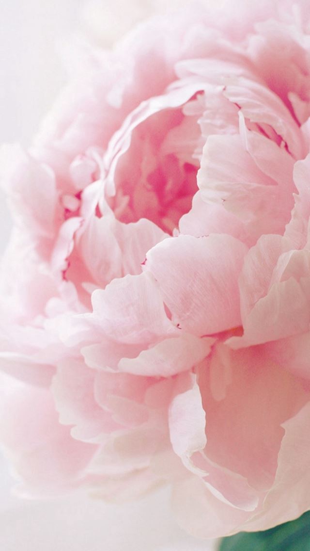 640x1136 Nature Spring Bloomy Peony Macro - pink iPhone Wallpaper