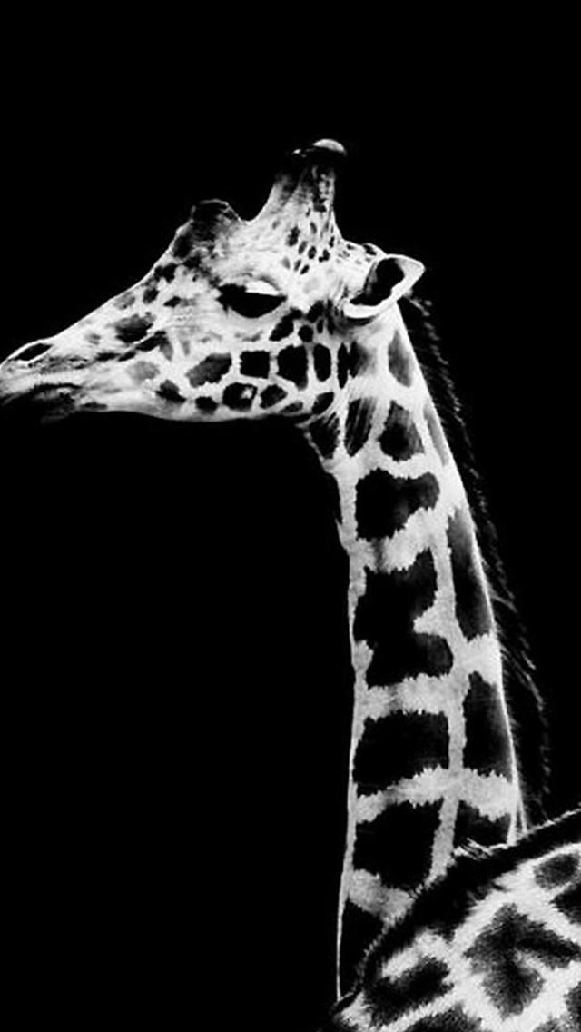 640x1136 Dark Simple Giraffe Animal - giraffe iPhone Wallpaper