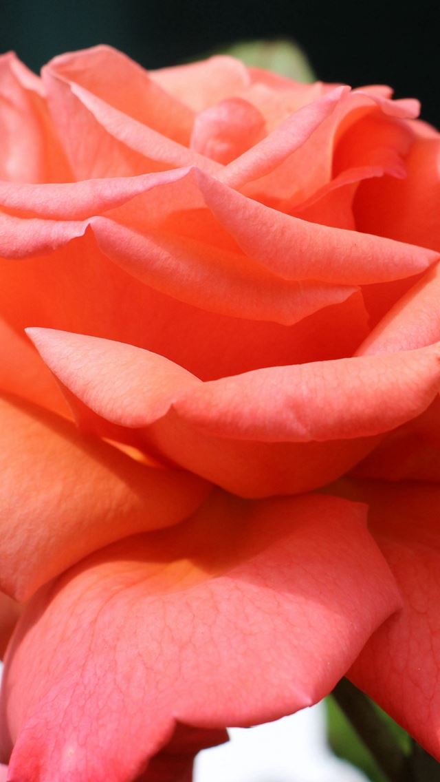 640x1136 Rose Bud Petals Close Up - beautiful iPhone Wallpaper