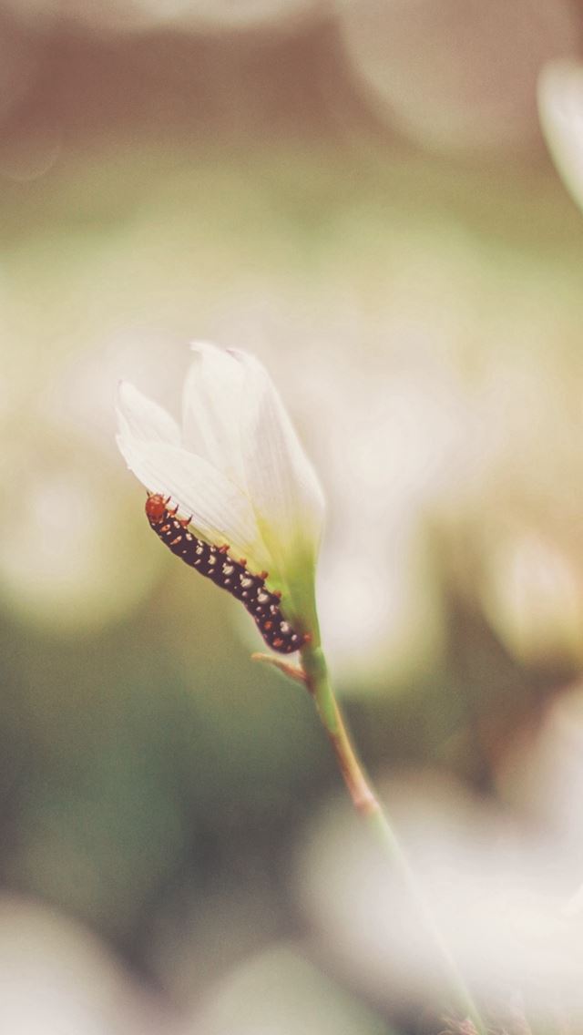 640x1136 Caterpillar Grass Flowers Macro Blurring - flare iPhone Wallpaper