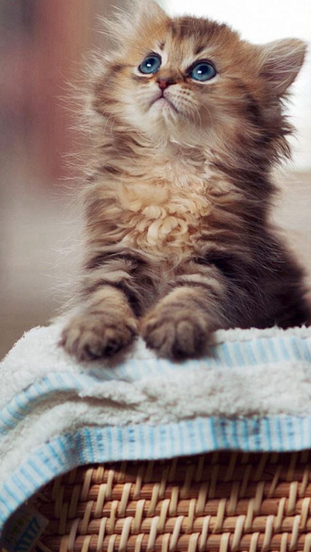 640x1136 Cute Looking Up Kitten Cat Animal - looking up iPhone Wallpaper