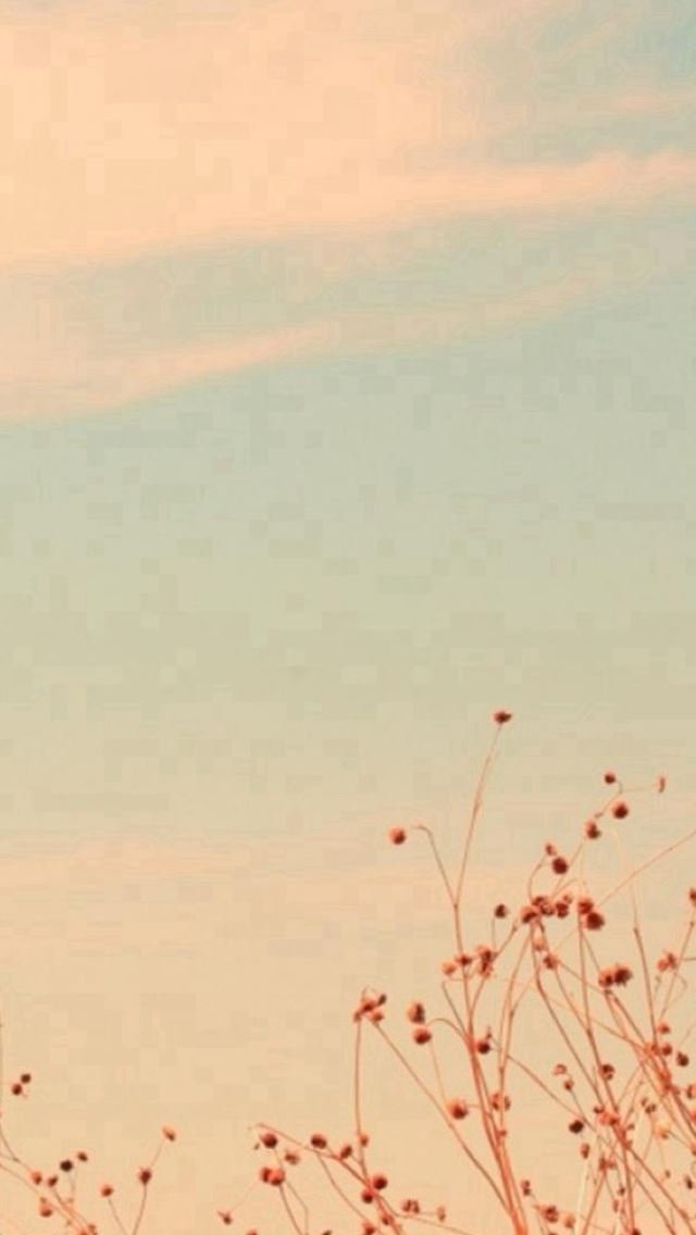 640x1136 Autumn Fall Wither Fruit Twig Branch - sky view iPhone Wallpaper