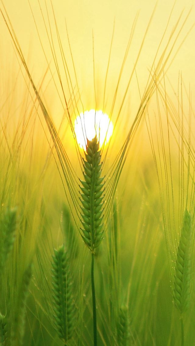 640x1136 Sunny Barley Field Sun - pure iPhone Wallpaper