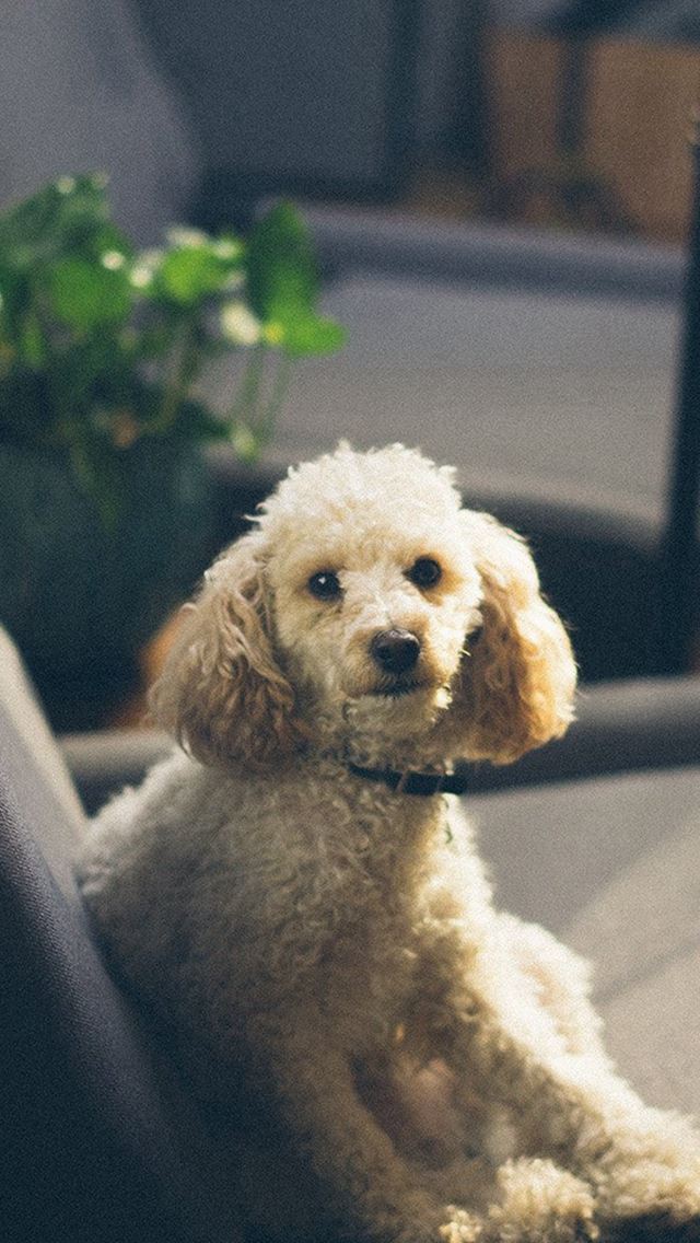 640x1136 Roy Sofa Dog Pet Animal Cute -  iPhone Wallpaper