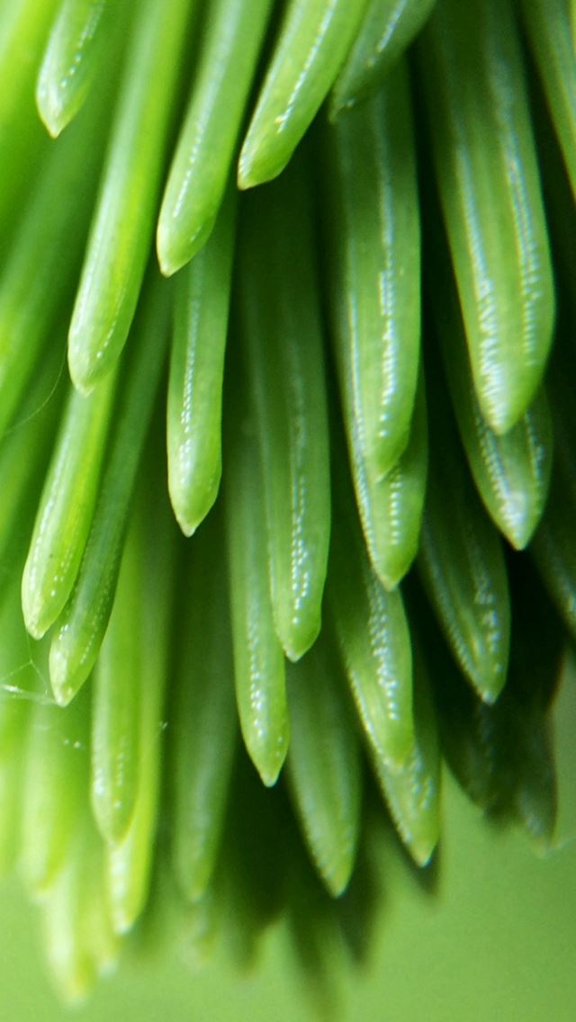 640x1136 Plant Branch Close Up Blurred - branch iPhone Wallpaper