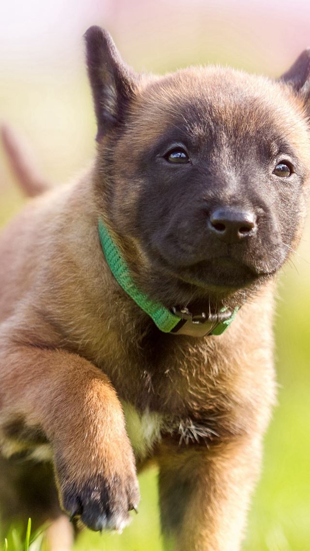 640x1136 Puppy Dog Collar Running Grassland - running iPhone Wallpaper