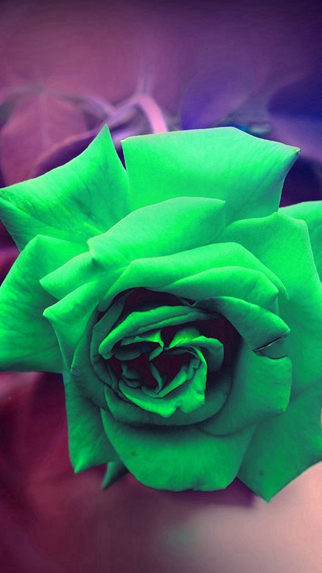 640x1136 Green Rose Nature Flower Wood Love Valentine Flare - macro iPhone Wallpaper