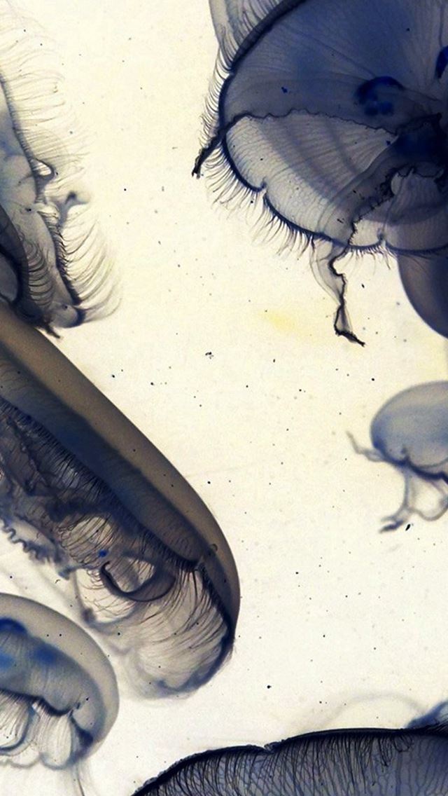 640x1136 Pacific Jellyfish Ocean Sea Animal Nature White -  iPhone Wallpaper
