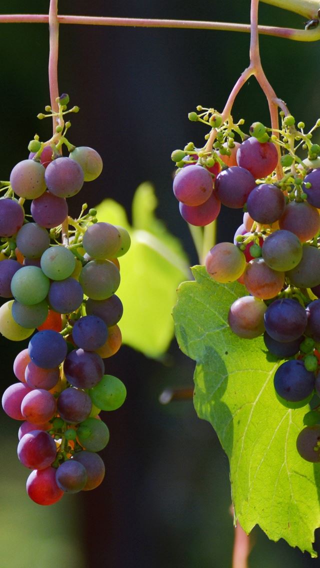 Grapes Vines Berries iPhone wallpaper 