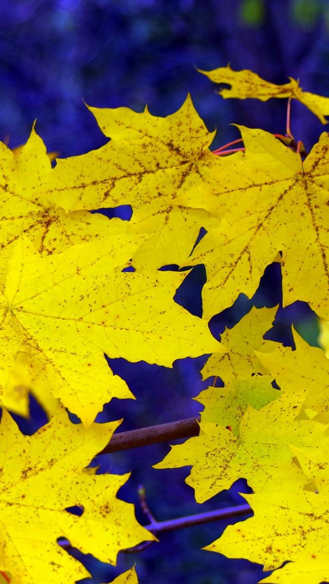 640x1136 Maple Leaves Fall Fallen Yellow - fall iPhone Wallpaper