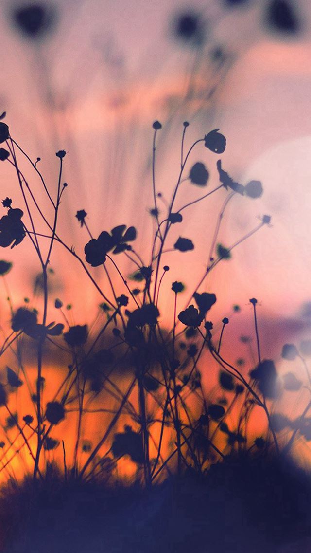 640x1136 Night Nature Flower Sunset Dark Shadow Red Flare - shadow iPhone Wallpaper