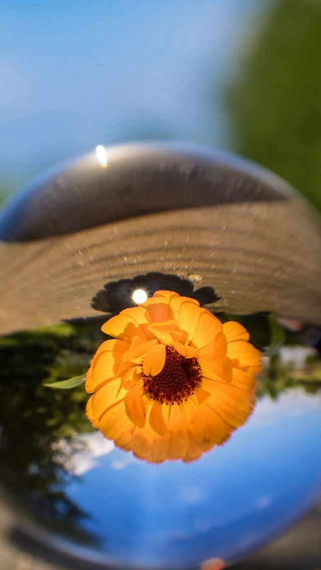 Ball Flower Glass Blurring Macro iPhone wallpaper 