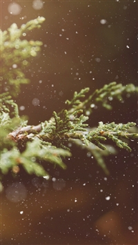 Branches Snow Flare Leaves wallpaper