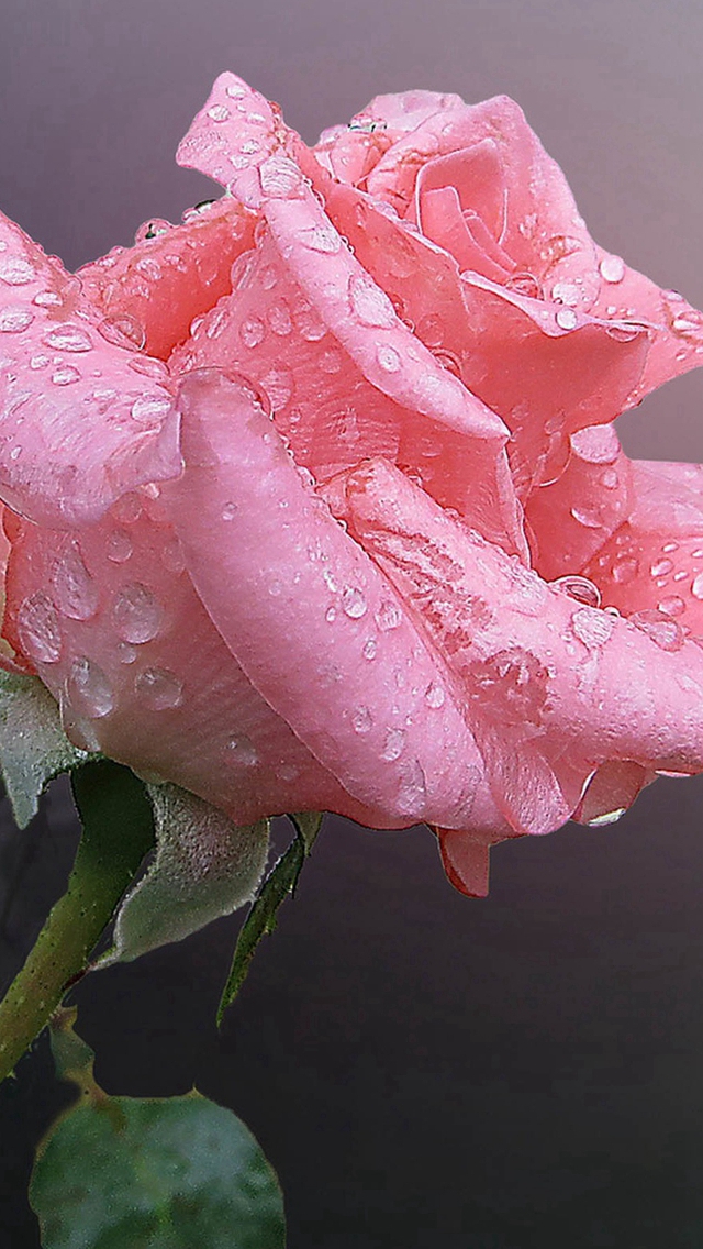 Pink Chinese Rose Flower With Water Drops iPhone wallpaper 