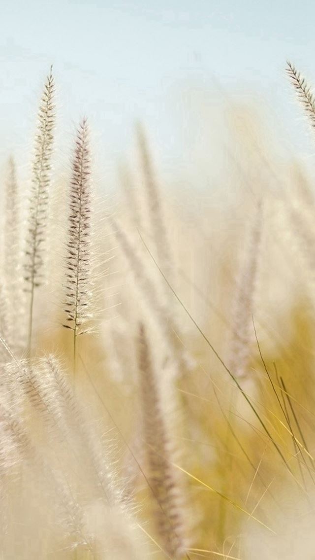 640x1136 Rye Field Bokeh Fruit Yellow - bokeh iPhone Wallpaper