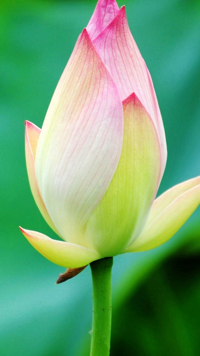 Pure Beautiful Lotus Flower Bud Macro Bokeh iPhone wallpaper 