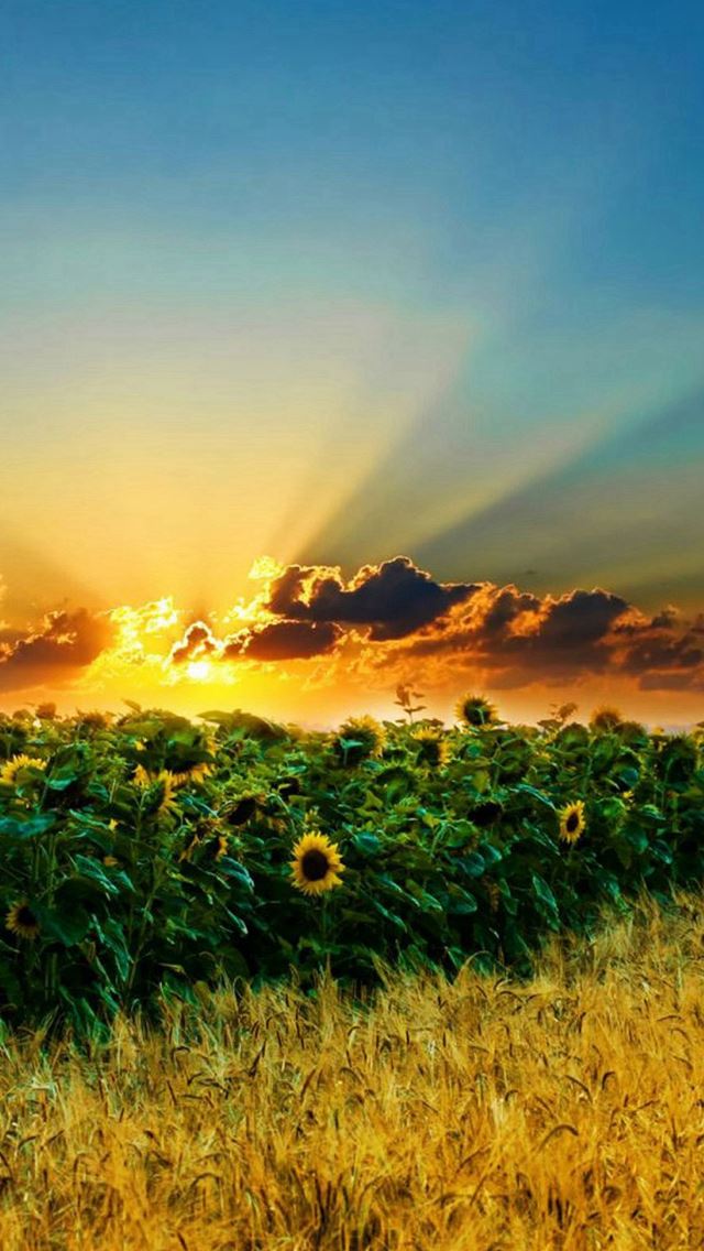640x1136 Natural Scenery Sunflowers - natural iPhone Wallpaper