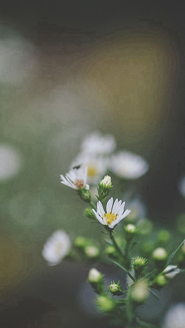 640x1136 Bokeh Flower Nature Dark - bokeh iPhone Wallpaper