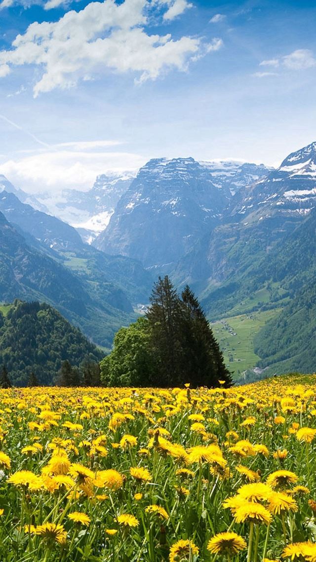 Chrysanthemum Blooms Mountains Landscape iPhone wallpaper 