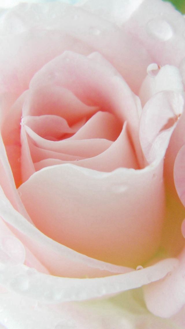 640x1136 Bright Rose Beautiful Dew Macro - pure iPhone Wallpaper