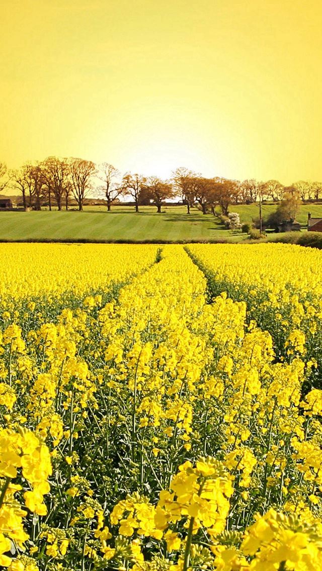 640x1136 Golden Canola Flowers - golden iPhone Wallpaper