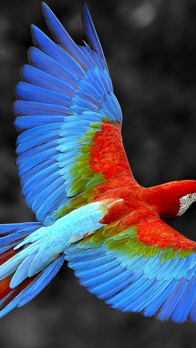640x1136 Brazil Parrot Colorful Feather - feather iPhone Wallpaper