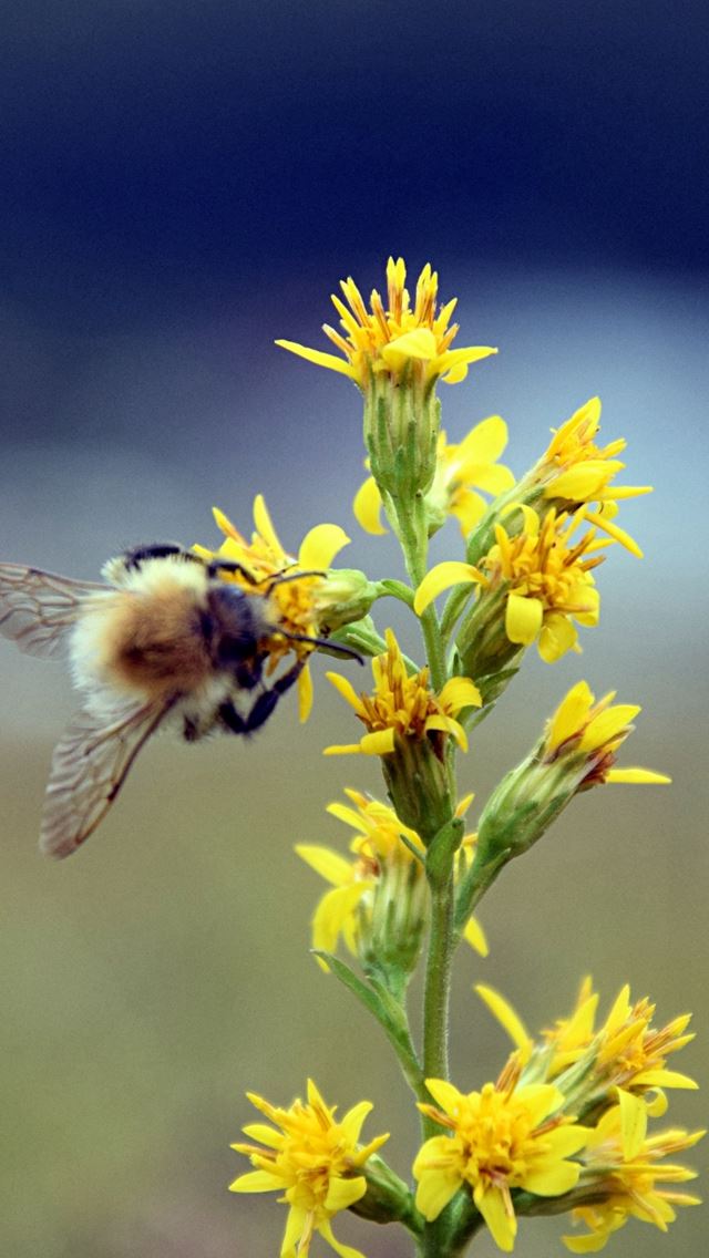 640x1136 Bumble Bee Flower Insect Blur - bee iPhone Wallpaper
