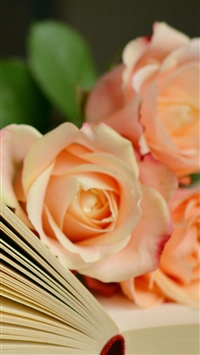 Book Roses Bouquet Reading wallpaper