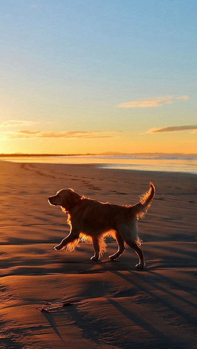 640x1136 Lonely Walking Dog Sea Beach -  iPhone Wallpaper