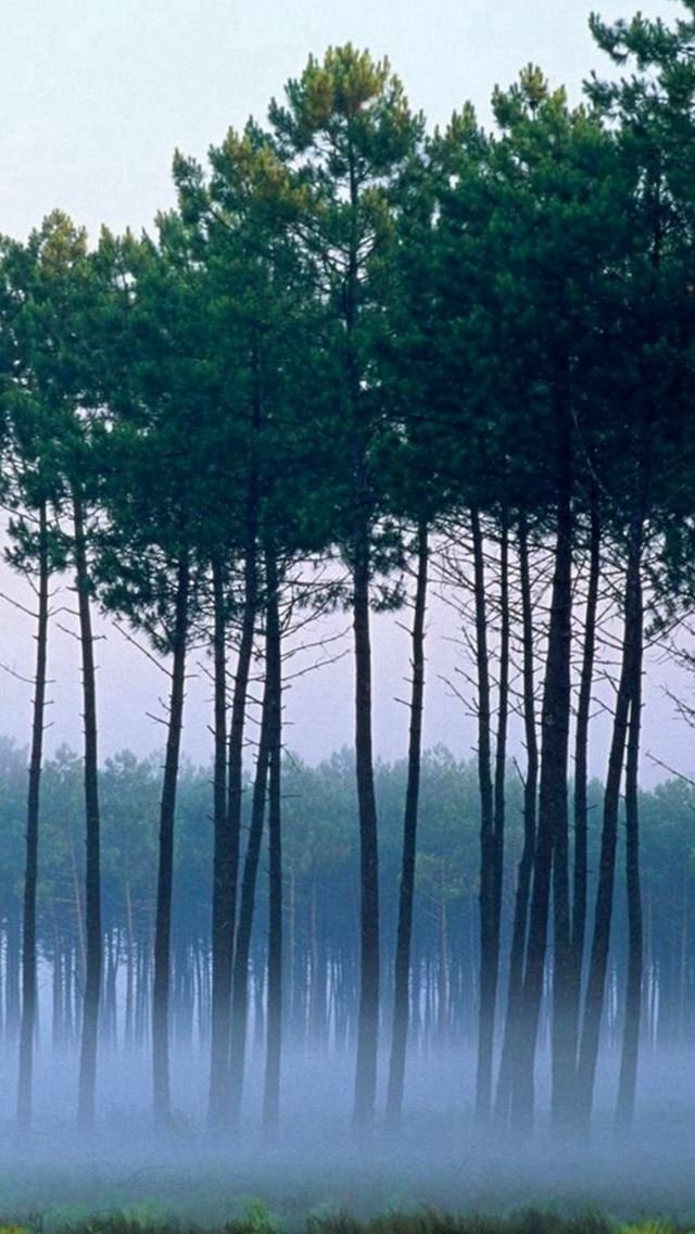 640x1136 Nature Misty Grove Trees Scenery - misty iPhone Wallpaper