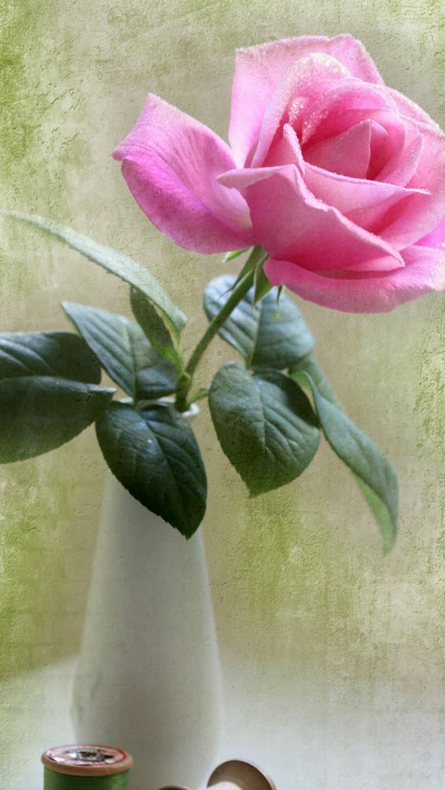 640x1136 Elegant Pink Rose Vase Ikebana Art - pure iPhone Wallpaper