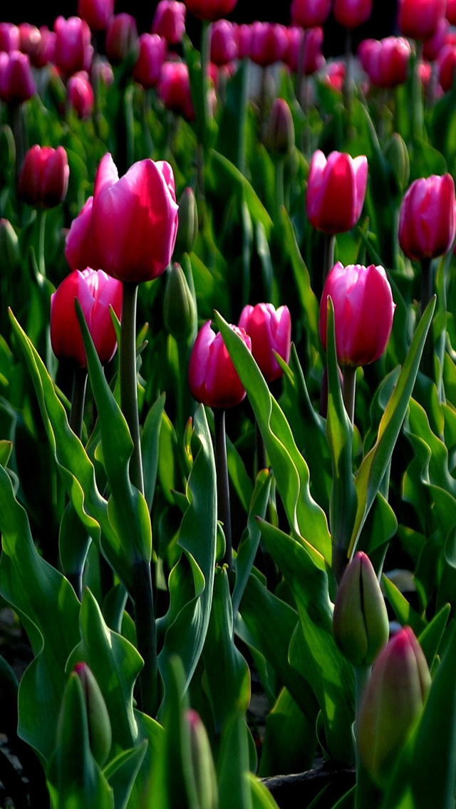 Nature Wild Tulips Garden Field iPhone Wallpapers Free Download