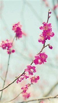 Peach Blossom Spring Nature Branch wallpaper