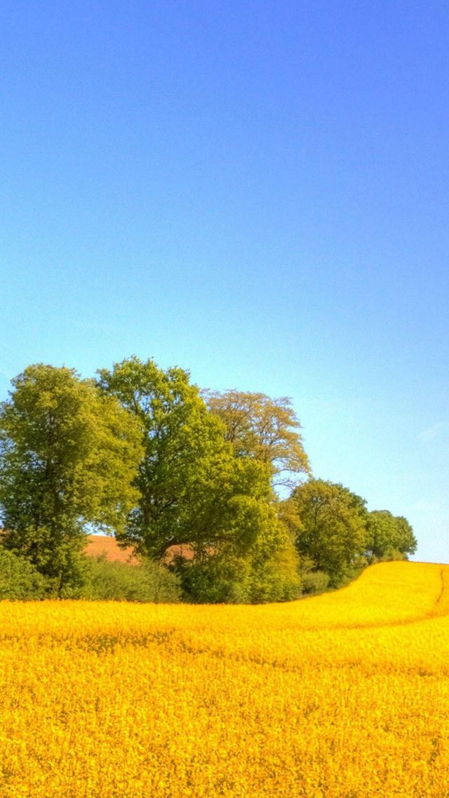 640x1136 Nice Rapeseed Golden Field - simple iPhone Wallpaper