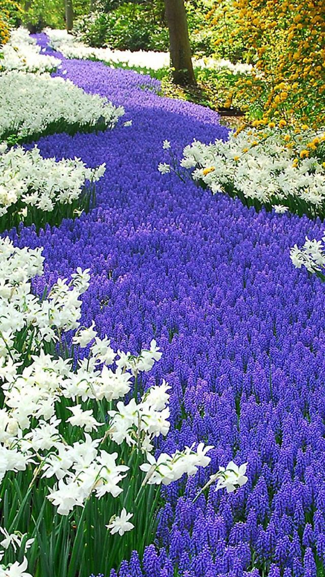 640x1136 Nature Purple And White Flowers Field - garden iPhone Wallpaper