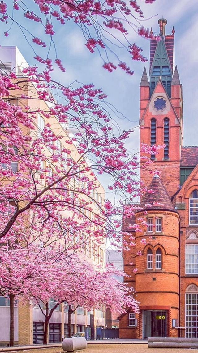 640x1136 Nature City View - tree iPhone Wallpaper