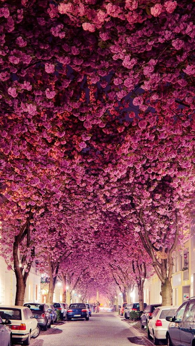 640x1136 Flowers Branch Grove Car Parking Road - branch iPhone Wallpaper